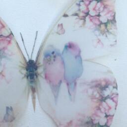 Pastel Butterfly Wall Decals Shabby Chic Nursery Art, Pink Roses, Budgies - thumbnail 3