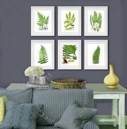 Fern Print Set Of 6 Wall Art Prints Unframed Green Nature Botanical House Plant Decor - thumbnail 1