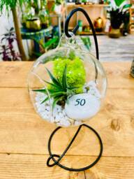 Diy Terrarium Air Plant Kit, Birthday Gift For 50 Year Olds. Fifty Birthday. 50Th Gift. Air Plant Terrarium Present