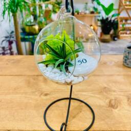 Diy Terrarium Air Plant Kit, Birthday Gift For 50 Year Olds. Fifty Birthday. 50Th Gift. Air Plant Terrarium Present - thumbnail 2