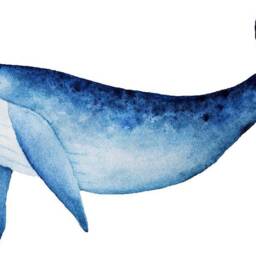 Blue Whale Wall Decal Ocean Sea Life Removable Fabric Sticker - thumbnail 2