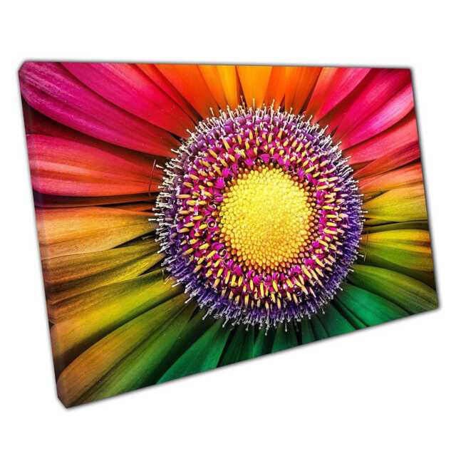Vibrant Rainbow Gerbera Flower Macro Photography Canvas Print Stunning Wall Art For Home & Office - image 1