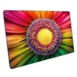 Vibrant Rainbow Gerbera Flower Macro Photography Canvas Print Stunning Wall Art For Home & Office - thumbnail 1
