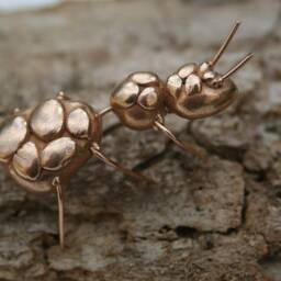 "Ant ""The Shinny" - thumbnail 2