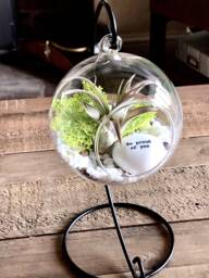 "Diy Terrarium Air Plant Kit, " - thumbnail 1