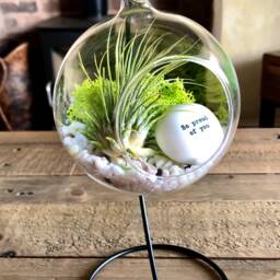 "Diy Terrarium Air Plant Kit, " - thumbnail 3