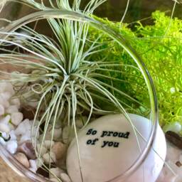 "Diy Terrarium Air Plant Kit, " - thumbnail 2