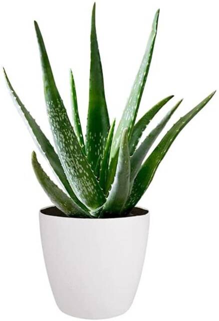 Aloe Vera Plant - Large Around 30-40cm Inclluding Pot For The Home Or Office - image 1