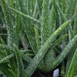 Aloe Vera Plant - Large Around 30-40cm Inclluding Pot For The Home Or Office - thumbnail 2