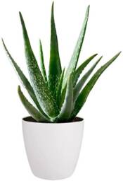 Aloe Vera Plant - Large Around 30-40cm Inclluding Pot For The Home Or Office - thumbnail 1