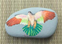 Peregrine Falcon
