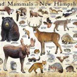 New Hampshire Mammals Poster Print Signed Wildlife Art Field Guide - thumbnail 3