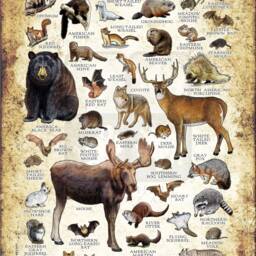 New Hampshire Mammals Poster Print Signed Wildlife Art Field Guide - thumbnail 2