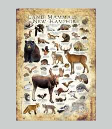New Hampshire Mammals Poster Print Signed Wildlife Art Field Guide - thumbnail 1