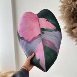 Philodendron Pink Princess Pillow Variegated Leaf, Plant Lover Gift - thumbnail 2