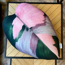 Philodendron Pink Princess Pillow Variegated Leaf, Plant Lover Gift - thumbnail 4