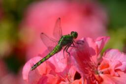Instant Download Dragonfly Wall Art, Flower Nature Beautiful Decor, Nursery Pink Home Decor