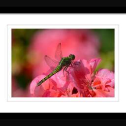 Instant Download Dragonfly Wall Art, Flower Nature Beautiful Decor, Nursery Pink Home Decor - thumbnail 2