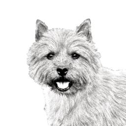 Norwich Terrier - Wooden Stand For Candles/Pens With The Image Of A Dog New Collection - thumbnail 2
