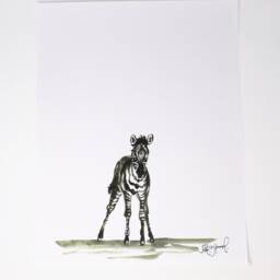 Baby Zebra Art Print - 11x14, Animal Art, Safari Animals, Home Decor, Nursery Wall - thumbnail 3