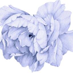 Blue Peony #13 Removable Fabric Wall Decal Individual Blooming Peonies Baby Girl Room Nursery Decor - Customize Your Own Sticker Set - thumbnail 4