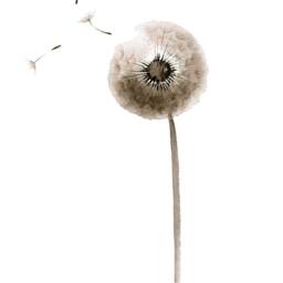 Print Of Dandelion Watercolor Painting, Seed Illustration Art Print , Wall Art, Botanical Living Room Decor - thumbnail 3