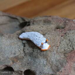 Primus The Nudibranch - Dermatobranchus Primus - thumbnail 4