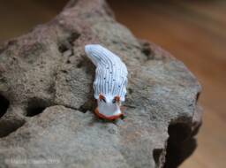 Primus The Nudibranch - Dermatobranchus Primus - thumbnail 1