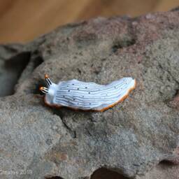 Primus The Nudibranch - Dermatobranchus Primus - thumbnail 2