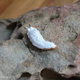 Primus The Nudibranch - Dermatobranchus Primus - thumbnail 3