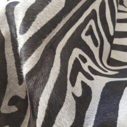 Cowhide Rug Zebra Black White Unique Peau De Zebre Piel Vaca Impresa Cebra - thumbnail 3
