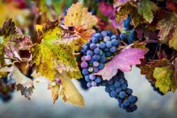 Blue Grape Harvest Art Print, Wine Country Decor - thumbnail 1