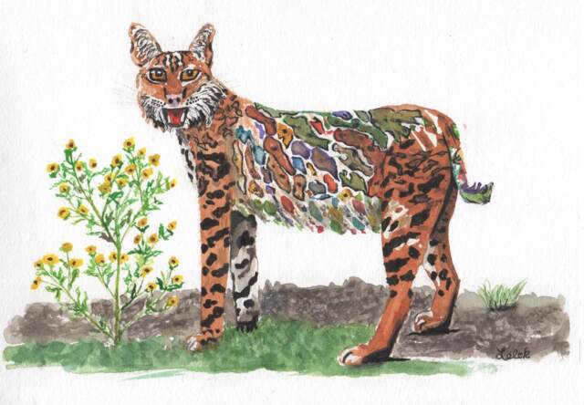 Texas Bobcat Watercolor Painting, Multicolored Wall Art