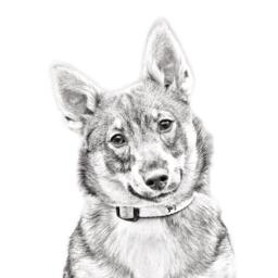 Swedish Vallhund - Wooden Stand For Candles/Pens With The Image Of A Dog New Collection - thumbnail 2