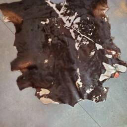 Dexter Cow Hide - thumbnail 3