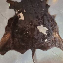 Dexter Cow Hide - thumbnail 4
