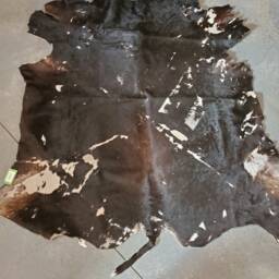 Dexter Cow Hide - thumbnail 2