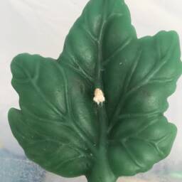 Assortment Maple Leaf Candles - thumbnail 2