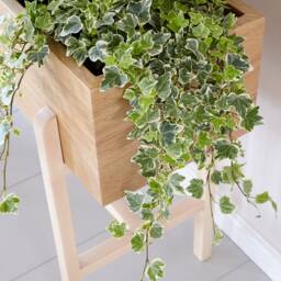 Pippa Planter Oak & Maple/House Plant Book Storage - thumbnail 2
