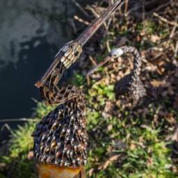 Standing Twist Heron. Recycled Metal Garden Sculpture Statue. Pond Lake Decor. Outdoor - Safe Place For Large Box Delivery Needed - thumbnail 2