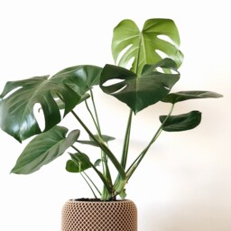 "Large Indoor Planter 8"" 10"" Beige Sand Color - Floor ""Apple" - thumbnail 4