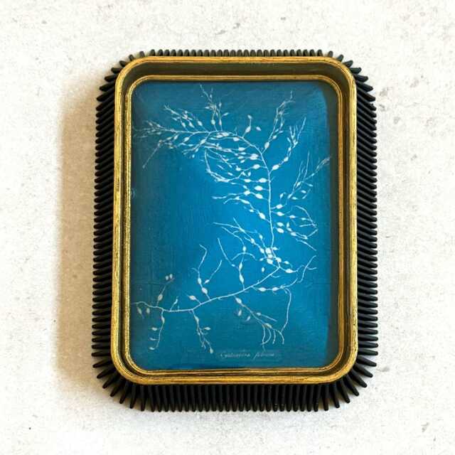 "Vintage Seaweed Print Wall Resin Art ""Cystoseira Fibrosa" - image 1