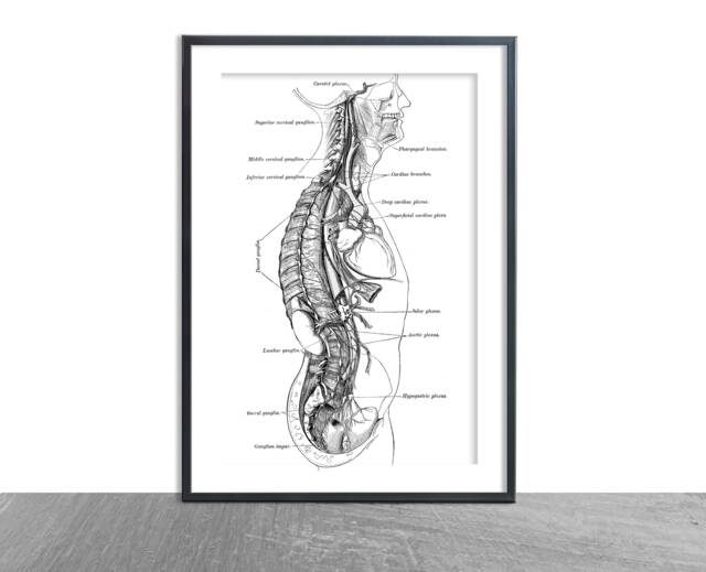 Anatomy Human Body Art-Antique Brain Print D??cor Anatomical Art Patent Prints, Medical School Student Nurse Doctor Surgeon