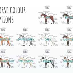 Anatomy Of A Horse Pony Funny Gift For Him Or Her Cushion Pillow Bedroom Decor Cs456 - thumbnail 2