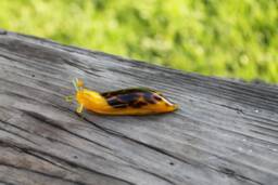 Spotted Slug Glass Sculpture Glass Slug Lampwork Glass Animals Handcrafted Snail