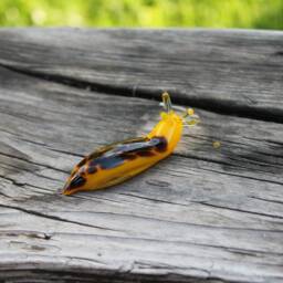 Spotted Slug Glass Sculpture Glass Slug Lampwork Glass Animals Handcrafted Snail - thumbnail 3