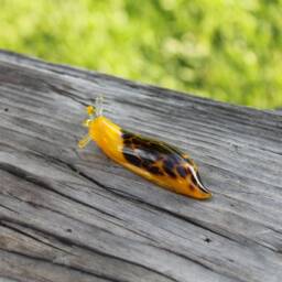 Spotted Slug Glass Sculpture Glass Slug Lampwork Glass Animals Handcrafted Snail - thumbnail 4