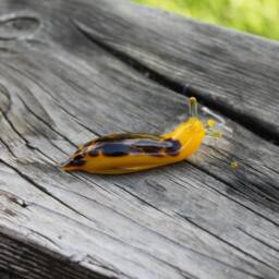 Spotted Slug Glass Sculpture Glass Slug Lampwork Glass Animals Handcrafted Snail - thumbnail 2
