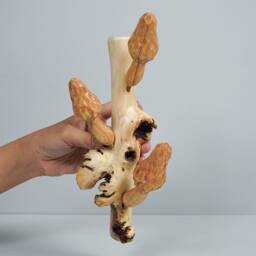 Morel Mushroom Wall Art, Hanging Statue, Figurine, Wood Carving, Sculpture, Decor, Gift For Father, Living Room Appreciated - thumbnail 4