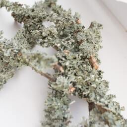 Blue Lichen Sprigs Natural Terrarium Filler, Home Decor - thumbnail 2